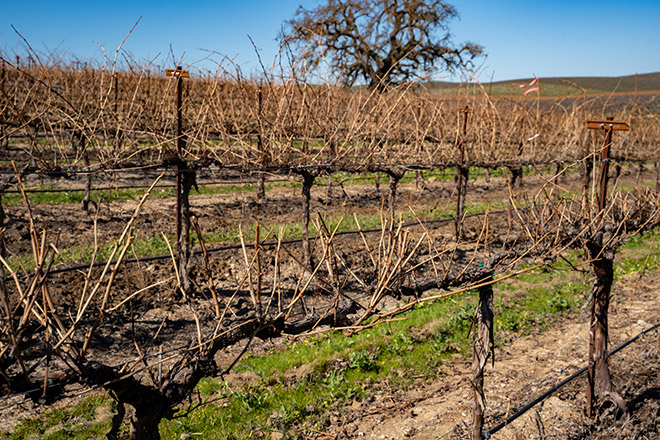 Central Coast Pre-Pruning