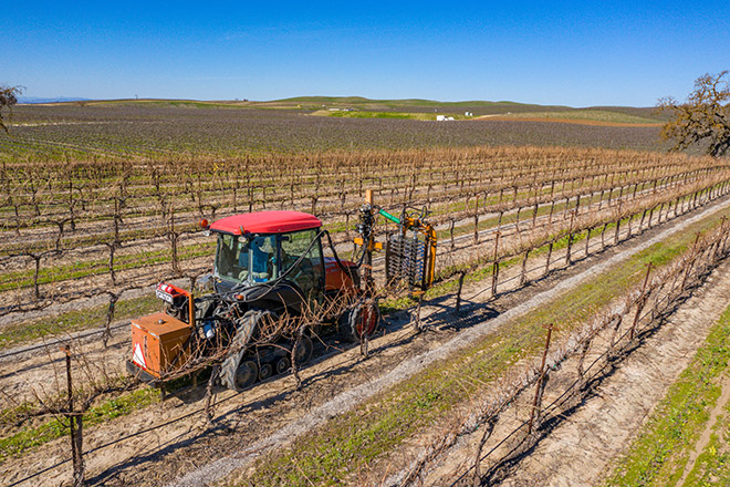 Paso Robles Pre-Pruning