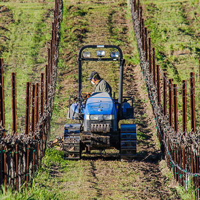 Undervine Weed Management